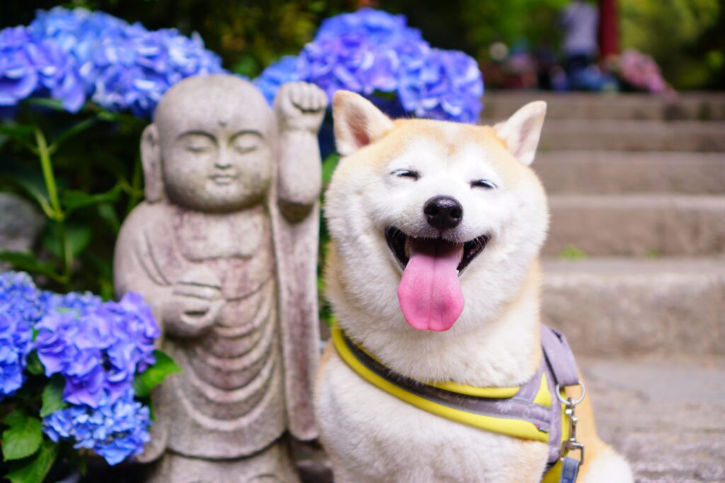 A cheerful Shiba Inu poses next to a Jizo statue surrounded by hydrangeas in Nara, Japan.