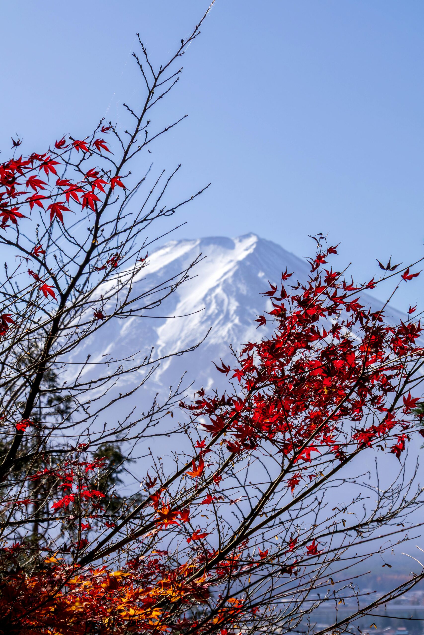 Scenic view of Mount Fuji with vibrant red maple leaves in Fujiyoshida, Japan.